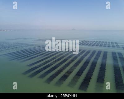 (181121) -- SHISHI, 21 novembre 2018 -- foto aerea scattata il 21 novembre 2018 mostra le fattorie di alghe marine nel villaggio di Gufu della città di Shishi, nella provincia del Fujian della Cina sud-orientale. I pescatori del Fujian sono impegnati nella raccolta di alghe marine man mano che arriva la stagione del raccolto. ) (Ry) CINA-FUJIAN-ALGHE-RACCOLTO(CN) SongxWeiwei PUBLICATIONxNOTxINxCHN Foto Stock