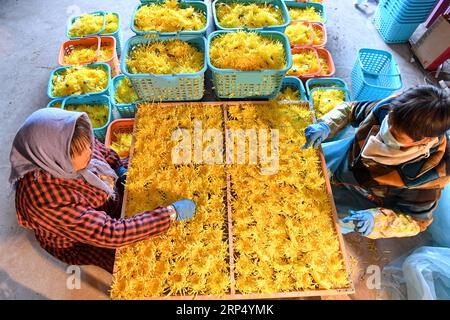 (181121) -- TANGSHAN, 21 novembre 2018 -- Farmers Sort chrysanthemum for drying in Dongzhuangdian Village of Luannan County, North China S Hebei Province, 21 novembre 2018. L'industria di semina e trasformazione del Chrysanthemum è stata sviluppata qui per aiutare ad aumentare il reddito degli abitanti del villaggio. )(wsw) CHINA-HEBEI-CHRYSANTHEMUM PLANTING (CN) MuxYu PUBLICATIONxNOTxINxCHN Foto Stock