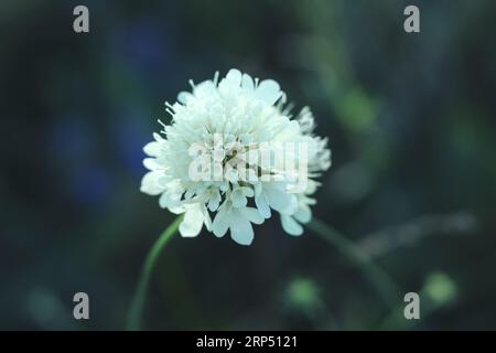Un primo piano di un fiore color crema di Cephalaria nel prato estivo Foto Stock