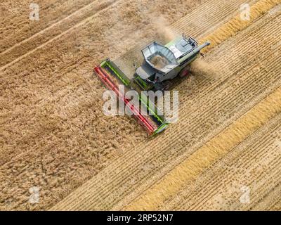 Vista aerea di una mietitrebbia che lavora su terreni agricoli nel North Yorkshire nel Regno Unito. Foto Stock