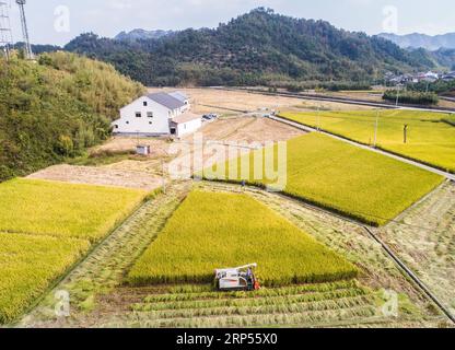 (181129) -- PECHINO, 29 novembre 2018 (Xinhua) -- Un agricoltore gestisce un mietitore per raccogliere riso in una base di piantagione nel distretto di Lin An di Taiyang a Hangzhou, nella provincia dello Zhejiang, nella Cina orientale, 17 ottobre 2018. (Xinhua/Xu Yu) Xinhua titoli: Big data Reshaping Harvest for Chinese Farmers PUBLICATIONxNOTxINxCHN Foto Stock