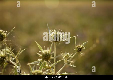 Eryngium campestre, conosciuto come Field eryngo, o il cardo di Watling Street durante l'ora d'oro Foto Stock
