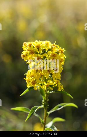 Solidago virgaurea, la verga d'oro europea o il fiore di abete nel prato estivo Foto Stock