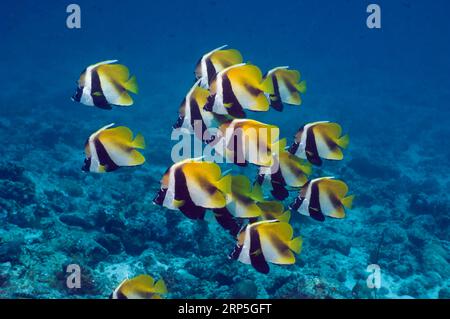 Scuola di pesce striscione mascherato (Heniochus monoceros) a riposo. Maldive. Indo-West Pacific. Foto Stock