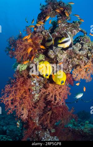 Coppia di pesci farfalle dorate (Chaetodon semilarvatus) e pesce striscione del Mar Rosso (Heniochus intermedius) con paesaggio della barriera corallina. Egytp, Mar Rosso. Foto Stock