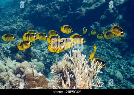 Pesci farfalla racoon del Mar Rosso (Chaetodon fasciatus), un numero insolitamente grande che nuota sopra la barriera corallina. Egitto, Mar Rosso. Foto Stock