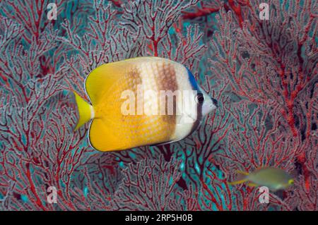 Pesce farfalla di Klein (Chaetodon kleinii) con gorgonia. Misool, Raja Empat, Papua Occidentale, Indonesia. Foto Stock