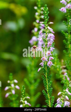 Concentrati sulla vespa che vola verso il fiore rosa. Natura selvaggia, paesaggio estivo. Messa a fuoco selettiva. Fiori selvatici, erba verde succosa, calda estate luminosa. Foto Stock