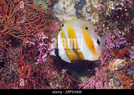 Corallo a banchi d'arancia (Coradion chrysozonus). Misool, Raja Empat, Papua Occidentale, Indonesia. Foto Stock