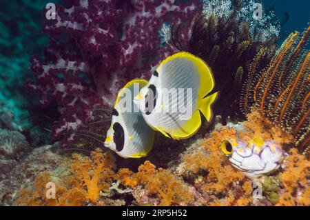 Panda butterflyfish (Chaetodon adiergastos). Misool, Raja Empat, Papua Occidentale, Indonesia. Foto Stock