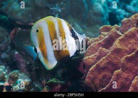 Corallo con banchi d'arancia (Coradion chrysozonus) che si nutrono di una spugna. Misool, Raja Ampat, Papua Occidentale, Indonesia. Foto Stock