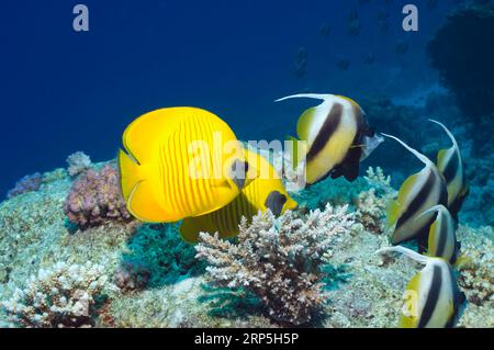 Pesce farfalla dorato (Chaetodon semilarvatus) e pesce striscione del Mar Rosso (Heniochus intermedius). Egitto, Mar Rosso. Endemico. Foto Stock