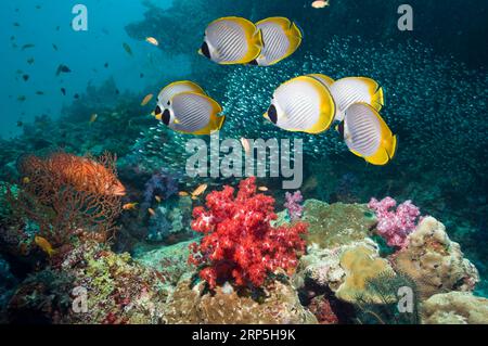 Panda Butterflyfish (Chaetodon adiergastos) sulla barriera corallina con coralli morbidi. Mare delle Andamane, Thailandia. Foto Stock