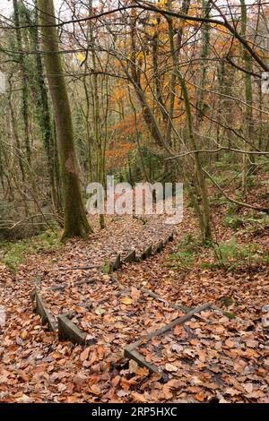 Bosco naturale e deciduo che cresce sulle ripide pendici della gola di Ironbridge, Telford, Shropshire, Inghilterra. Foto Stock