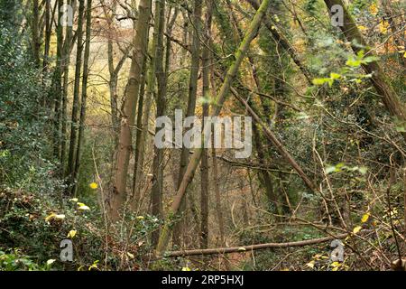 Bosco naturale e deciduo che cresce sulle ripide pendici della gola di Ironbridge, Telford, Shropshire, Inghilterra. Foto Stock