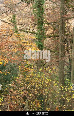 Bosco naturale e deciduo che cresce sulle ripide pendici della gola di Ironbridge, Telford, Shropshire, Inghilterra. Foto Stock