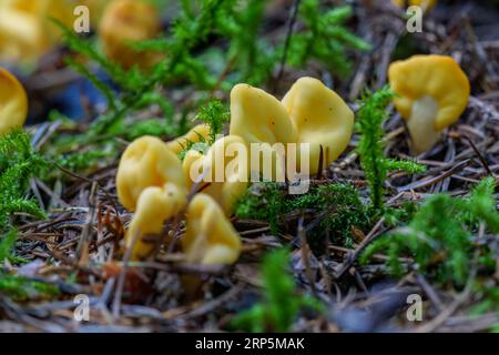 Corpi fruttiferi gialli brillanti di Sowerbyella imperialis, una rara e insolita specie di funghi ascomicete, che cresce nella foresta autunnale Foto Stock