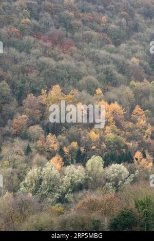 Bosco naturale e deciduo che cresce sulle ripide pendici della gola di Ironbridge, Telford, Shropshire, Inghilterra. Foto Stock