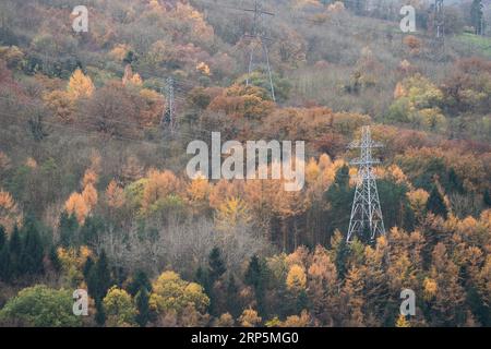 Bosco naturale e deciduo che cresce sulle ripide pendici della gola di Ironbridge, Telford, Shropshire, Inghilterra. Foto Stock