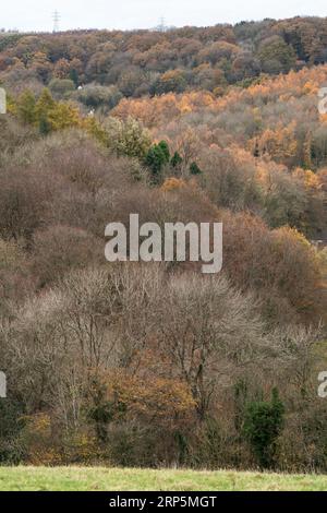 Bosco naturale e deciduo che cresce sulle ripide pendici della gola di Ironbridge, Telford, Shropshire, Inghilterra. Foto Stock