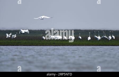 (181220) -- CHANGSHA, 20 dicembre 2018 -- i cigni sono visti in un'area dimostrativa di bonifica ecologica nell'area del lago Dongting, provincia centrale di Hunan della Cina, 26 febbraio 2018. La raccolta del suolo in primavera, la sperimentazione dell'acqua del lago in estate, l'indagine sulle piante in autunno e l'osservazione degli uccelli migranti in inverno hanno delineato quasi dieci anni di vita quotidiana stagionale di ricercatori scientifici senza nome nell'area del lago Dongting. Hanno lavorato sodo per fornire soluzioni per la protezione dell'ambiente e della biodiversità. I ricercatori scientifici della Chinese Academy of Sciences (CAS) sono stati elogiati Foto Stock