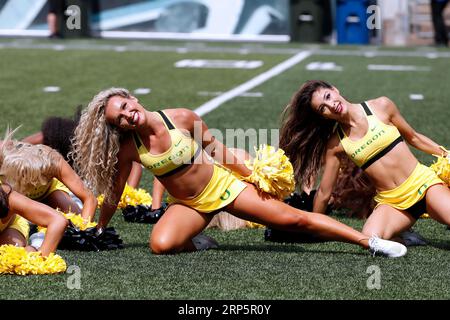 Autzen Stadium, Eugene, OR, USA. 2 settembre 2023. Le cheerleader dell'Oregon intratterranno i tifosi durante la prima partita di football NCAA della stagione per i Ducks quando hanno accolto i vicini Portland State Vikings all'Autzen Stadium, Eugene, OREGON. Larry C. Lawson/CSM/Alamy Live News Foto Stock