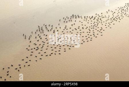 (181225) --ZHENGZHOU, 25 dicembre 2018 (Xinhua) -- CHINA-HENAN-YELLOW RIVER-MIGRANT BIRDS (CN) Un gruppo di oche selvatiche sorvolano le paludi del fiume giallo nella contea di Changyuan, provincia di Henan, Cina centrale, 25 dicembre 2018. (Xinhua/Feng Dapeng) CHINA-HENAN-YELLOW RIVER-MIGRANT BIRDS (CN) PUBLICATIONxNOTxINxCHN Foto Stock