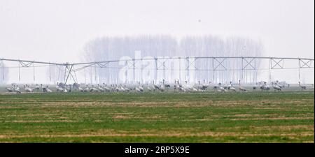 (181225) --ZHENGZHOU, 25 dicembre 2018 (Xinhua) -- CHINA-HENAN-YELLOW RIVER-MIGRANT BIRDS (CN) Un gruppo di gru si trova nella zona umida del fiume giallo nella contea di Changyuan, nella provincia di Henan, Cina centrale, 25 dicembre 2018. (Xinhua/Feng Dapeng) CHINA-HENAN-YELLOW RIVER-MIGRANT BIRDS (CN) PUBLICATIONxNOTxINxCHN Foto Stock