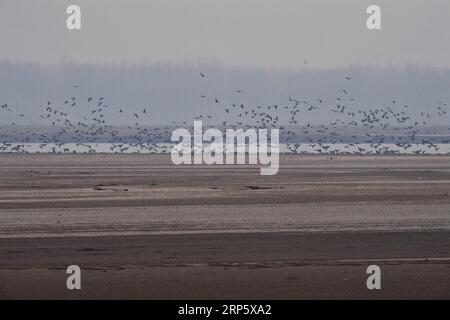 (181225) --ZHENGZHOU, 25 dicembre 2018 (Xinhua) -- CHINA-HENAN-YELLOW RIVER-MIGRANT BIRDS (CN) Un gruppo di oche selvatiche sorvolano le paludi del fiume giallo nella contea di Changyuan, provincia di Henan, Cina centrale, 25 dicembre 2018. (Xinhua/Feng Dapeng) CHINA-HENAN-YELLOW RIVER-MIGRANT BIRDS (CN) PUBLICATIONxNOTxINxCHN Foto Stock