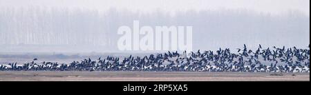 (181225) --ZHENGZHOU, 25 dicembre 2018 (Xinhua) -- CHINA-HENAN-YELLOW RIVER-MIGRANT BIRDS (CN) Un gruppo di oche selvatiche sorvolano le paludi del fiume giallo nella contea di Changyuan, provincia di Henan, Cina centrale, 25 dicembre 2018. (Xinhua/Feng Dapeng) CHINA-HENAN-YELLOW RIVER-MIGRANT BIRDS (CN) PUBLICATIONxNOTxINxCHN Foto Stock