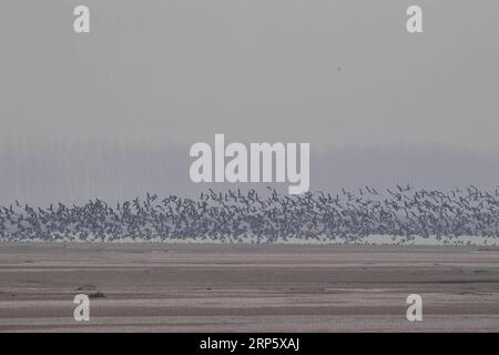 (181225) --ZHENGZHOU, 25 dicembre 2018 (Xinhua) -- CHINA-HENAN-YELLOW RIVER-MIGRANT BIRDS (CN) Un gruppo di oche selvatiche sorvolano le paludi del fiume giallo nella contea di Changyuan, provincia di Henan, Cina centrale, 25 dicembre 2018. (Xinhua/Feng Dapeng) CHINA-HENAN-YELLOW RIVER-MIGRANT BIRDS (CN) PUBLICATIONxNOTxINxCHN Foto Stock