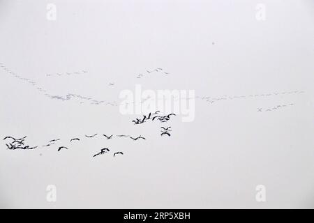 (181225) --ZHENGZHOU, 25 dicembre 2018 (Xinhua) -- CHINA-HENAN-YELLOW RIVER-MIGRANT BIRDS (CN) Un gruppo di gru sorvolano le paludi del fiume giallo nella contea di Changyuan, nella provincia di Henan, Cina centrale, 25 dicembre 2018. (Xinhua/Feng Dapeng) CHINA-HENAN-YELLOW RIVER-MIGRANT BIRDS (CN) PUBLICATIONxNOTxINxCHN Foto Stock