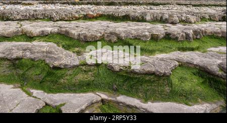 Gradini di roccia ricoperti di alghe verdi esposti alla bassa marea. Foto Stock