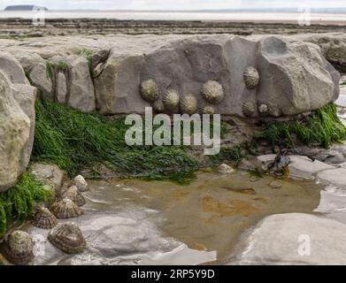 Una bassa marea ha rivelato questa sporgenza rocciosa con alghe verdi, alghe e lembi attaccati ad essa. Foto Stock