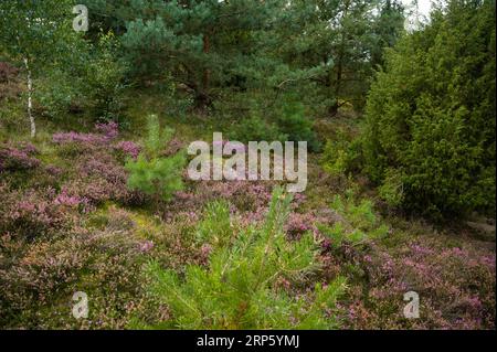 Splendido paesaggio erica con erica in fiore a Lüneburger Heide, Germania Foto Stock