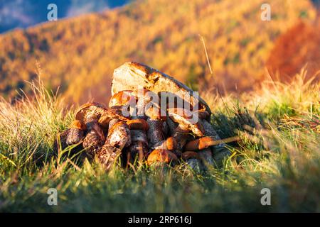 Un mucchio di funghi selvatici autunnali appena raccolti in montagna. Foto Stock