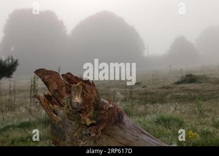 Albero caduto nella nebbia Foto Stock