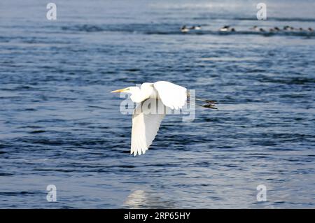 (190103) -- PECHINO, 3 gennaio 2019 -- Un uccello d'acqua vola sopra il fiume giallo a Lanzhou, capitale della provincia del Gansu della Cina nord-occidentale, 2 gennaio 2019. ) XINHUA FOTO DEL GIORNO XINHUA FOTO DEL GIORNO FANXPEISHEN PUBLICATIONXNOTXINXCHN Foto Stock