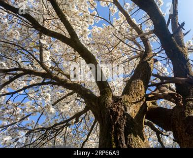 Fiori meravigliosi di un ipe bianco, Tabebuia roseo-alba (Ridley) Sandwith. Noto come "Ipê-branco", "Ipê-branco-do-cerrado", "Ipê-rosa" Foto Stock