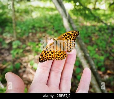 Una bella farfalla arancione si siede a portata di mano. Un piccolo e fragile insetto. Rappresentativo dell’ambiente sullo sfondo di una foresta verde. Natu Foto Stock