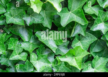 Vista dall'alto della lussureggiante pianta di Hedera Hedera Helix hibernica con foglie verdi fresche e lucenti come sfondo naturale. Hedera, comunemente chiamata ivy, un'arrampicata sempreverde Foto Stock