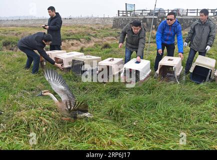 (190114) -- NANCHANG, 14 gennaio 2019 -- i membri del personale rilasciano uccelli migranti in natura nella riserva naturale nazionale del lago Poyang nella provincia del Jiangxi della Cina orientale, 14 gennaio 2019. Sedici rari uccelli migranti, tra cui una cicogna bianca orientale, due cigni whooper e tre anatre mandarine, sono stati rilasciati in natura a Jiangxi il lunedì. ) CHINA-JIANGXI-MIGRANT BIRDS-RELEASE (CN) WANXXIANG PUBLICATIONXNOTXINXCHN Foto Stock