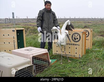 (190114) -- NANCHANG, 14 gennaio 2019 -- i membri del personale rilasciano in natura una cicogna bianca orientale presso la riserva naturale nazionale del lago Poyang nella provincia del Jiangxi della Cina orientale, 14 gennaio 2019. Sedici rari uccelli migranti, tra cui una cicogna bianca orientale, due cigni whooper e tre anatre mandarine, sono stati rilasciati in natura a Jiangxi il lunedì. ) CHINA-JIANGXI-MIGRANT BIRDS-RELEASE (CN) WANXXIANG PUBLICATIONXNOTXINXCHN Foto Stock