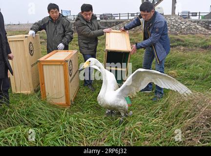 (190114) -- NANCHANG, 14 gennaio 2019 -- i membri del personale rilasciano un cigno whooper in natura nella riserva naturale nazionale del lago Poyang nella provincia del Jiangxi della Cina orientale, 14 gennaio 2019. Sedici rari uccelli migranti, tra cui una cicogna bianca orientale, due cigni whooper e tre anatre mandarine, sono stati rilasciati in natura a Jiangxi il lunedì. ) CHINA-JIANGXI-MIGRANT BIRDS-RELEASE (CN) WANXXIANG PUBLICATIONXNOTXINXCHN Foto Stock