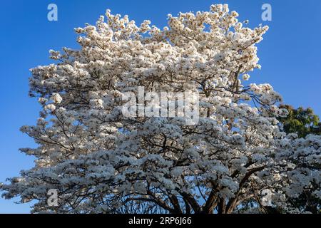 Fiori meravigliosi di un ipe bianco, Tabebuia roseo-alba (Ridley) Sandwith. Noto come "Ipê-branco", "Ipê-branco-do-cerrado", "Ipê-rosa" Foto Stock