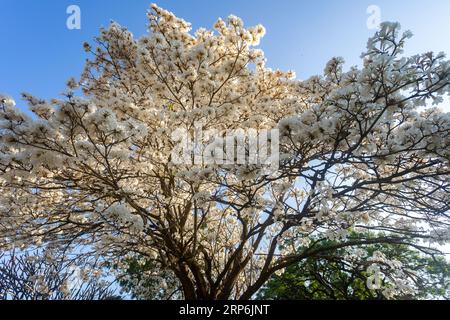 Fiori meravigliosi di un ipe bianco, Tabebuia roseo-alba (Ridley) Sandwith. Noto come "Ipê-branco", "Ipê-branco-do-cerrado", "Ipê-rosa" Foto Stock