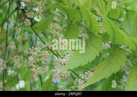 Fiori e foglie dell'albero di Neem (Azadirachta indica) Foto Stock