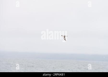 Flying Larus ridibundus famiglia Laridae genere Chroicocephalus gabbiano dalla testa nera fotografia di uccelli selvatici, foto, carta da parati Foto Stock