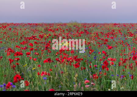 Una scena vivace e colorata di un campo con alti fiori rossi e blu vicino a un idrante giallo Foto Stock