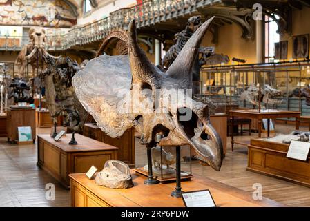 Teschio di dinosauro di un Triceratops horridus in mostra nella Galleria di Paleontologia e anatomia comparata situata nel Jardin des plantes a Parigi Foto Stock